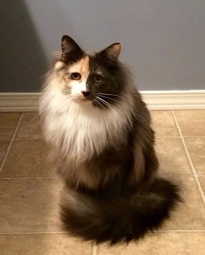 CiCi sitting tall and fluffy on a tiled floor