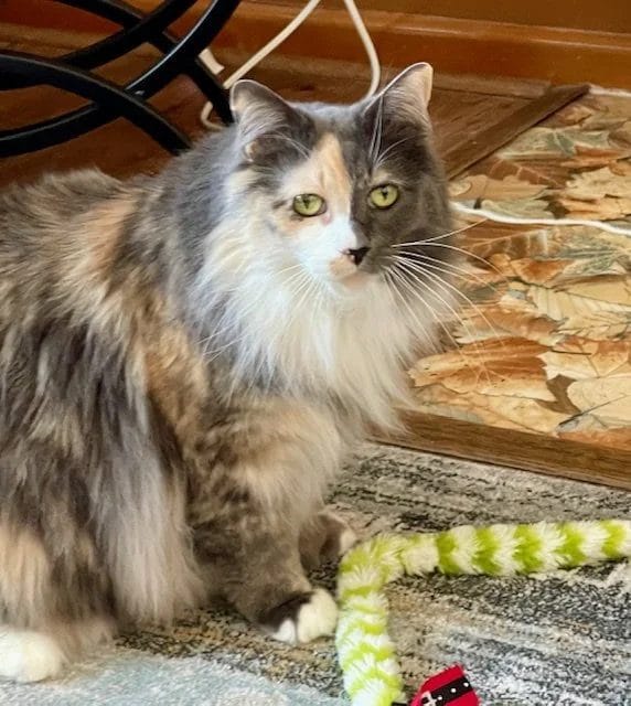 CiCi, Heather's long-haired calico cat